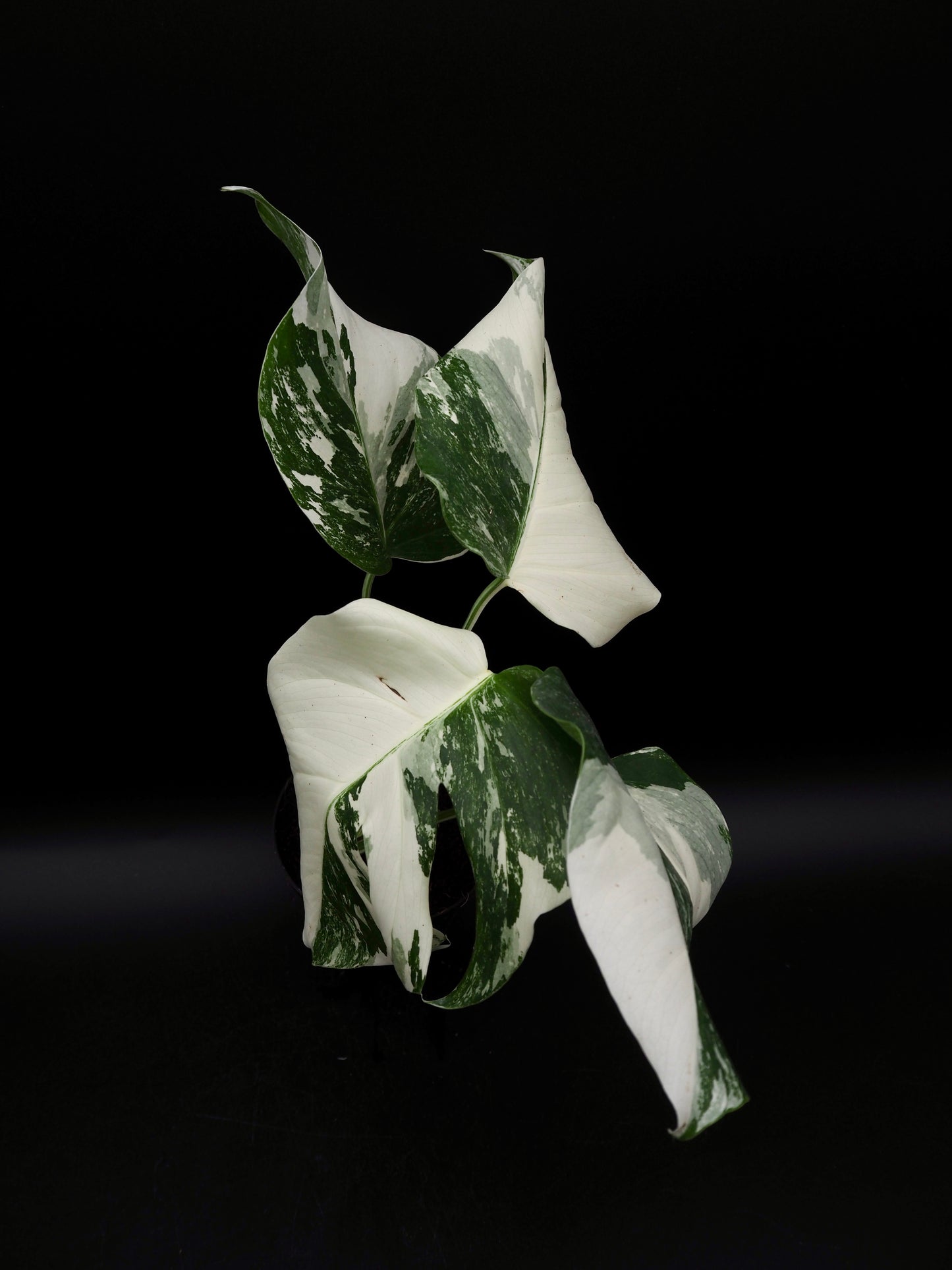 Monstera Borsigiana Albo Variegata