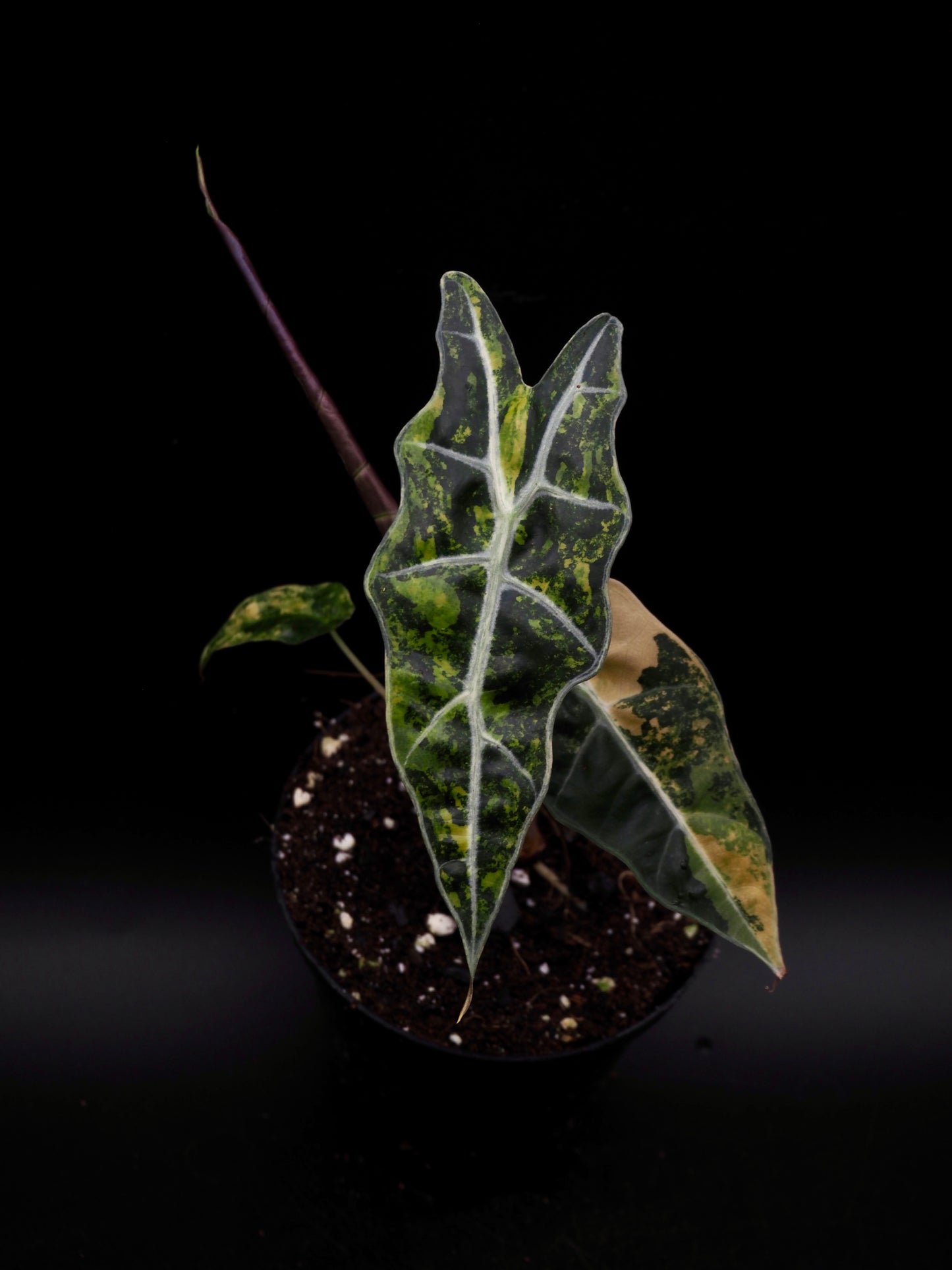 Alocasia Sanderiana Bull Aurea