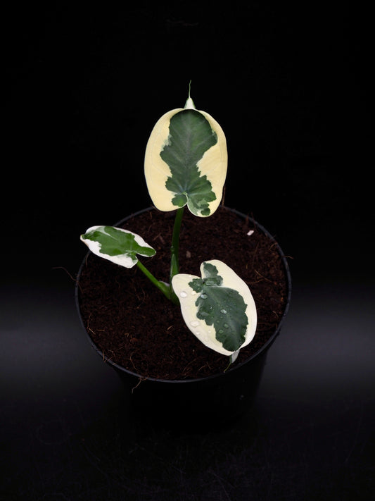 Colocasia Mickey Mouse