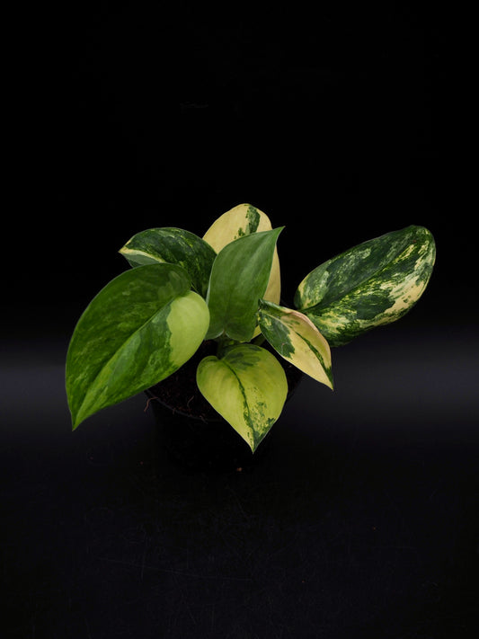 Scindapsus Jade Satin Variegata