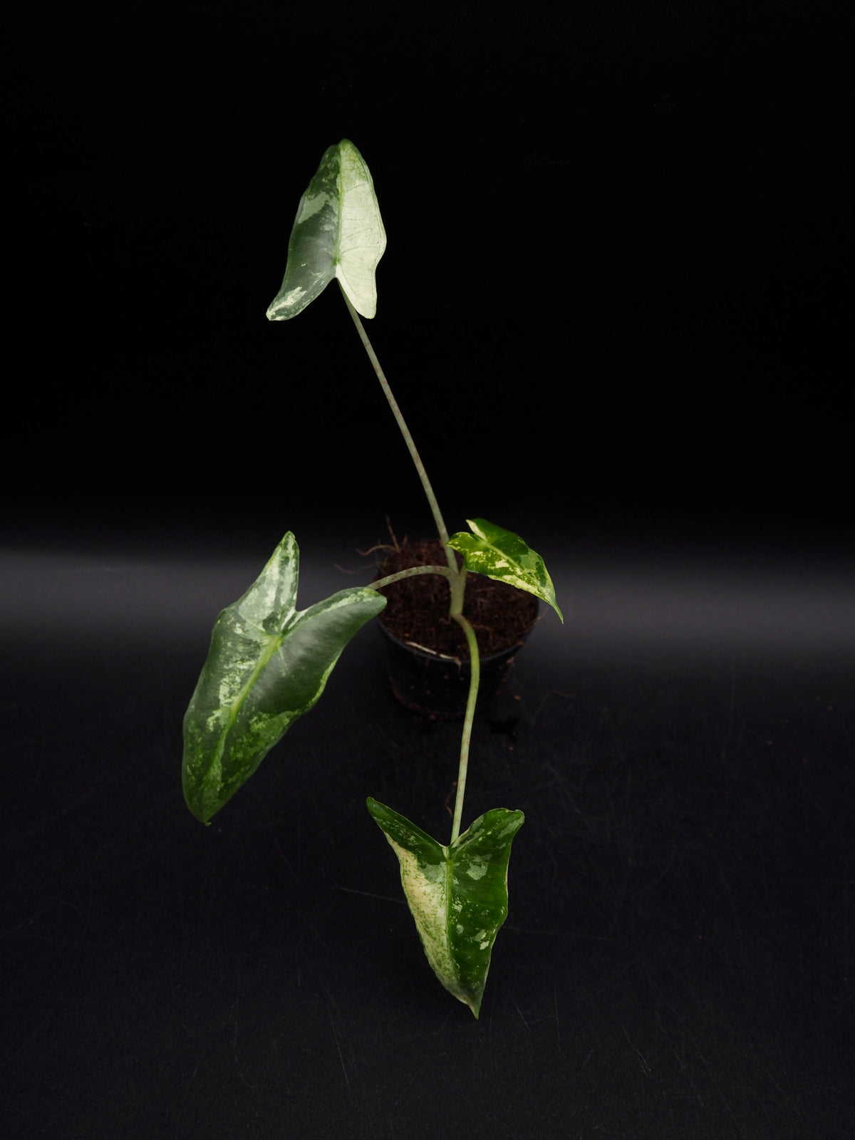 Alocasia Sarian Albo