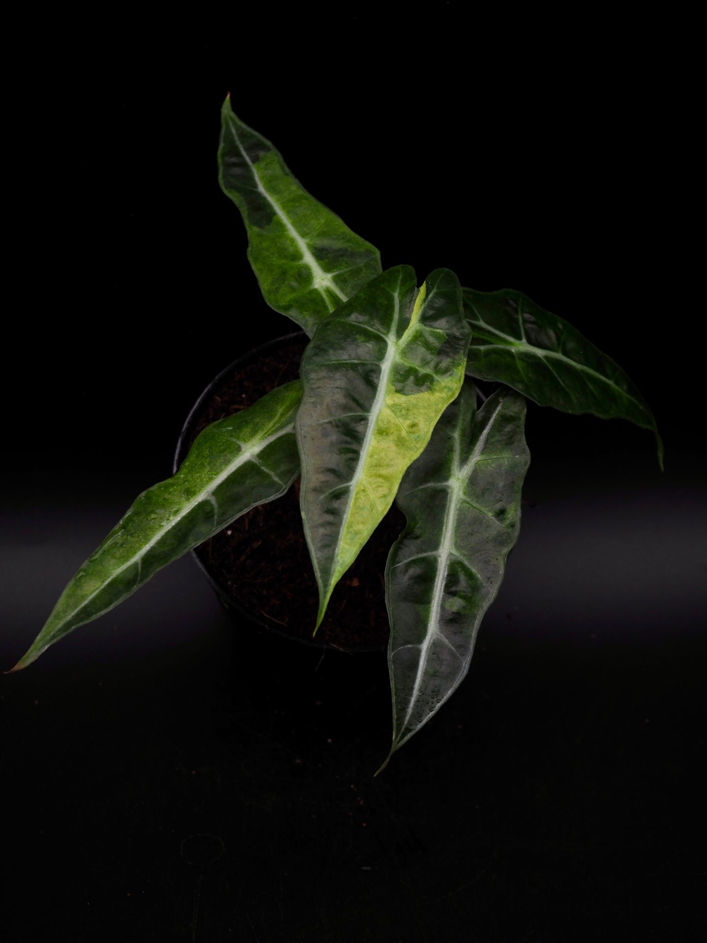 Alocasia Polly Splash