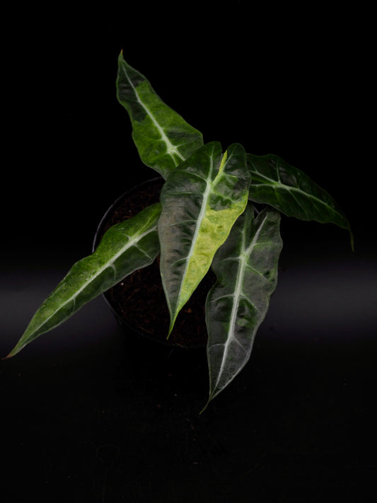 Alocasia Polly Splash