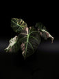 Alocasia Noir Velours Rose