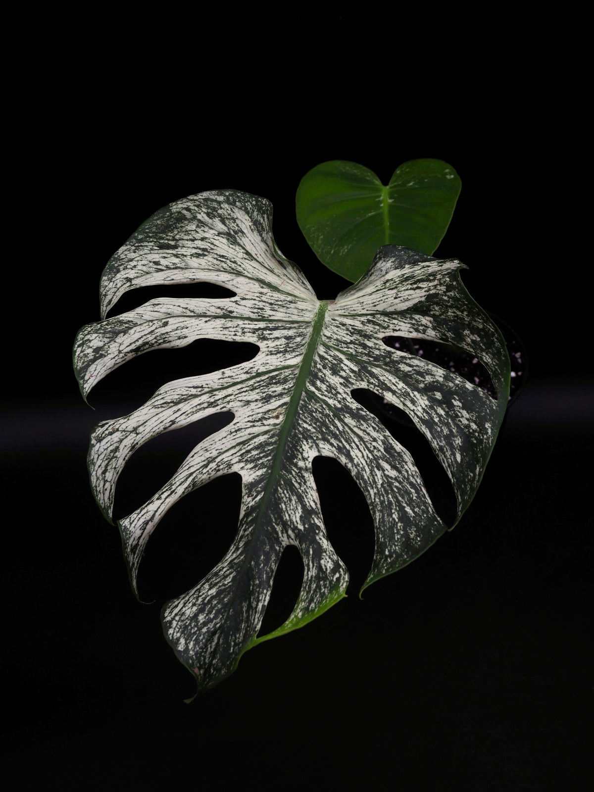 Monstera Devil Monster