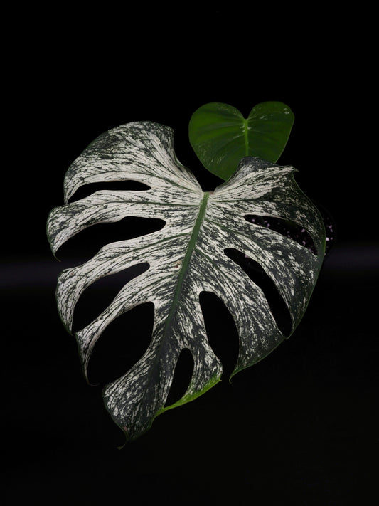 Monstera Devil Monster
