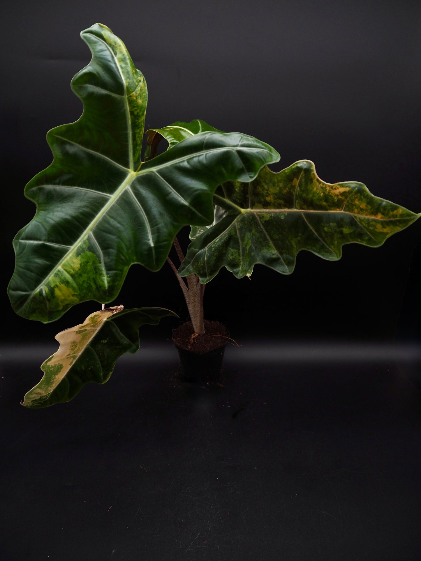 Alocasia Pseudo Sanderian Aurea