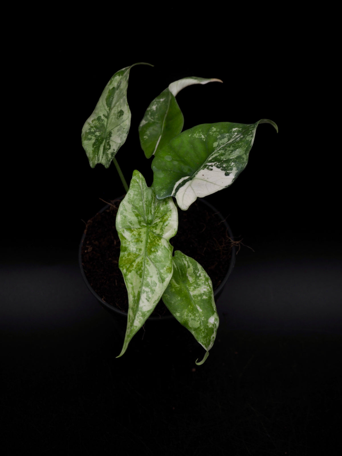 Alocasia Simpo Albo