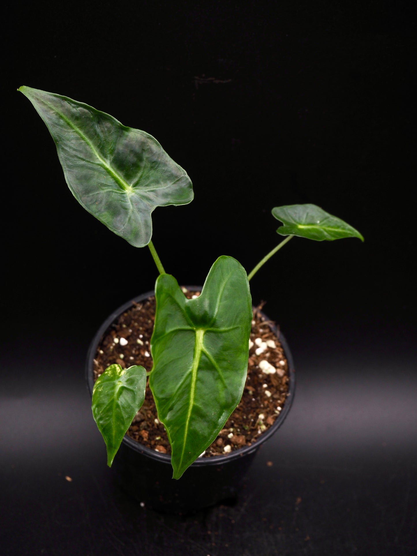 Alocasia Frydek Tatoo