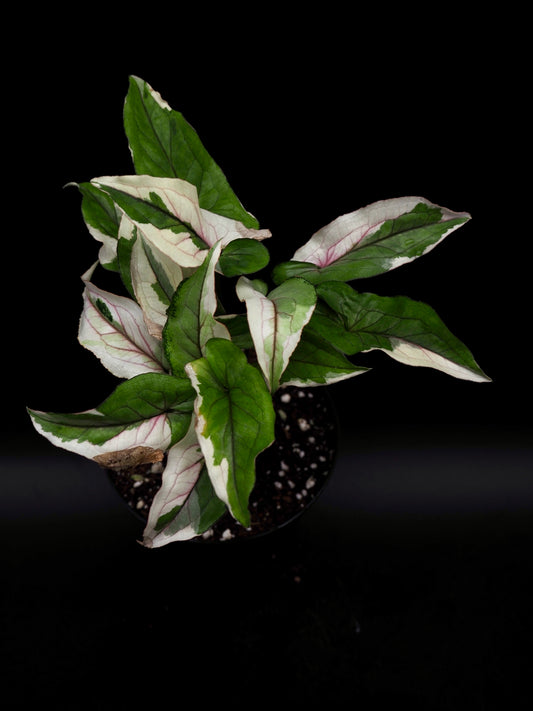Syngonium White Princess