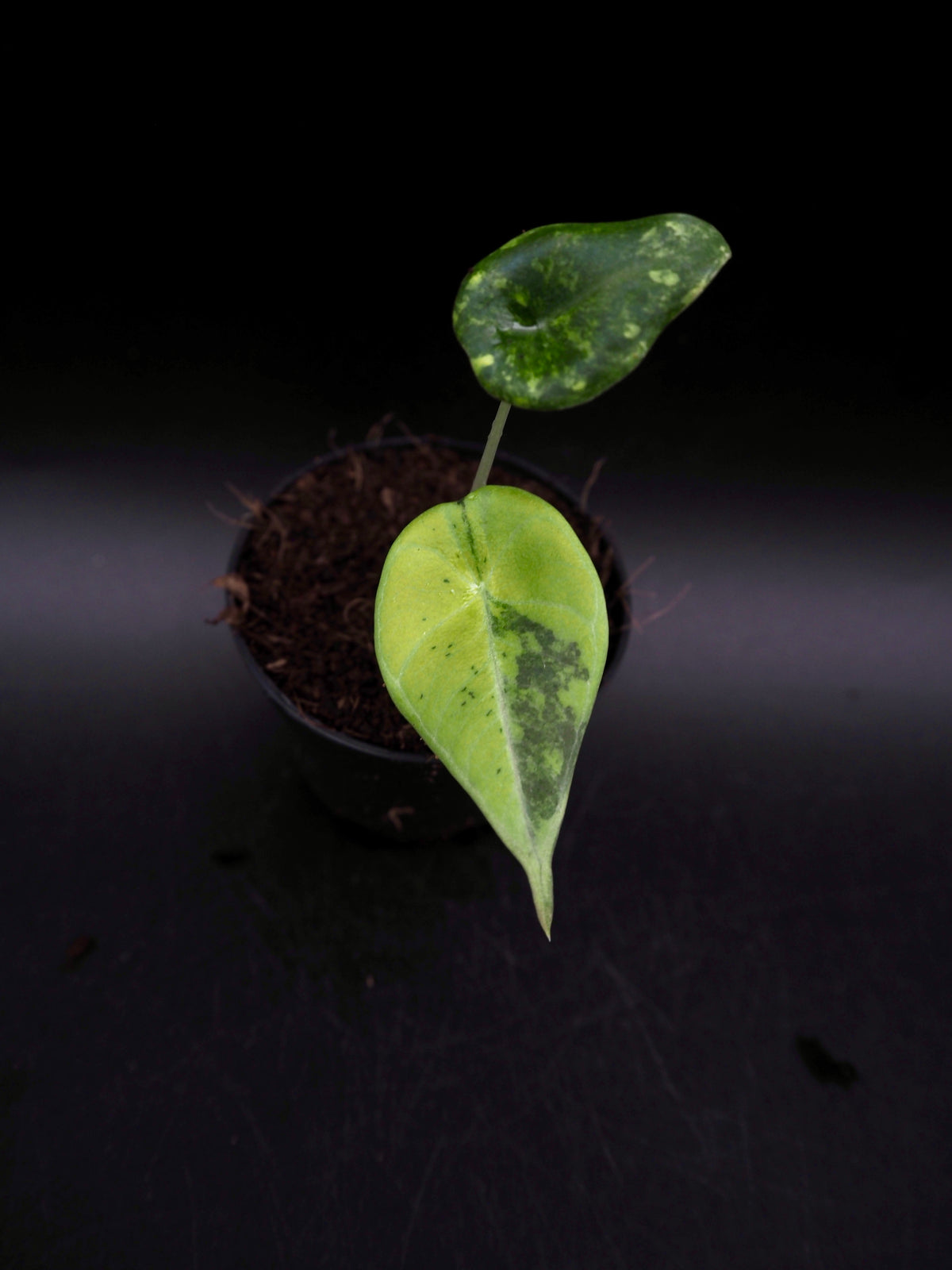 Alocasia Maharani Golden Lime