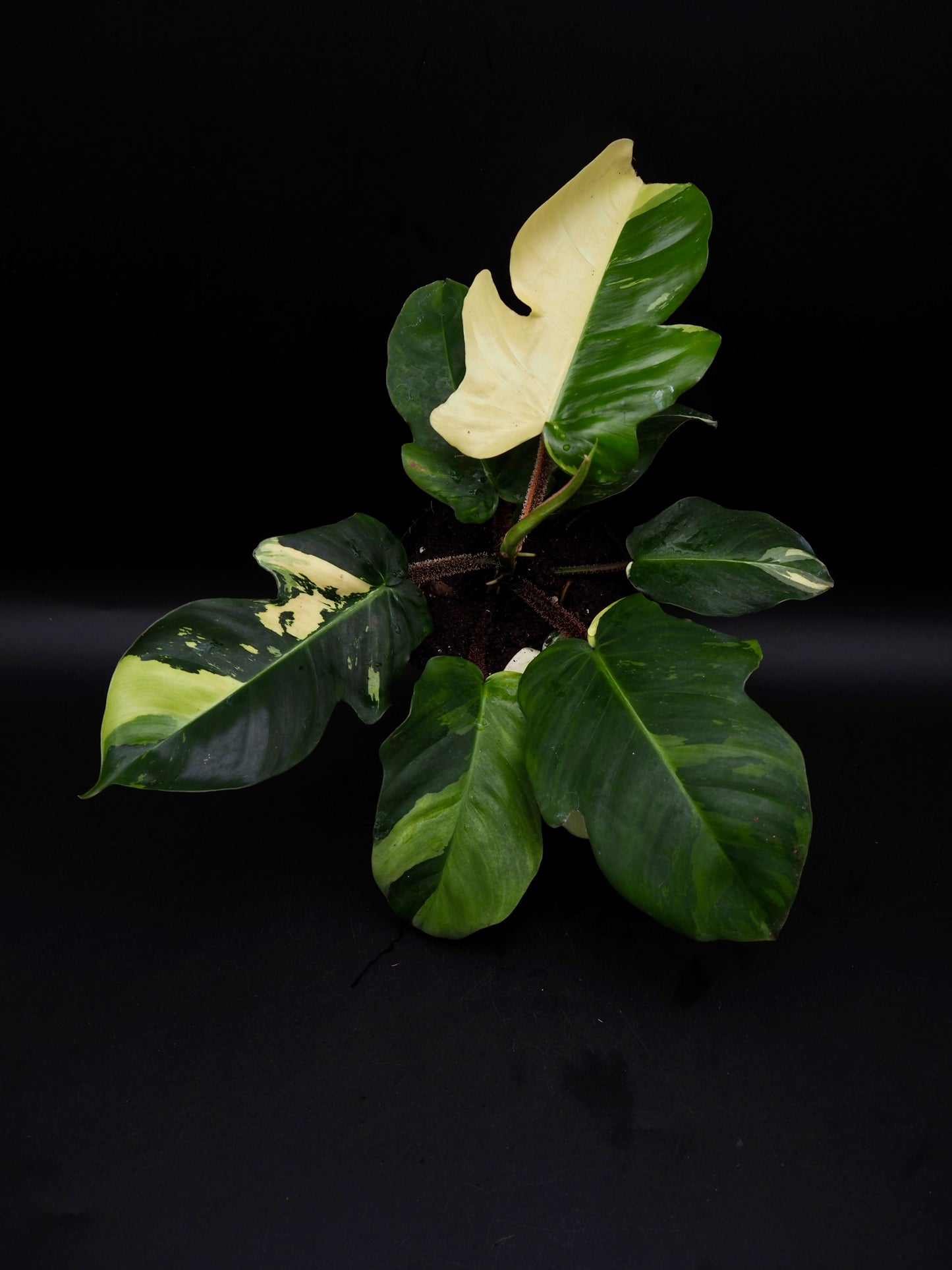 Philodendron Squamiferum Mint