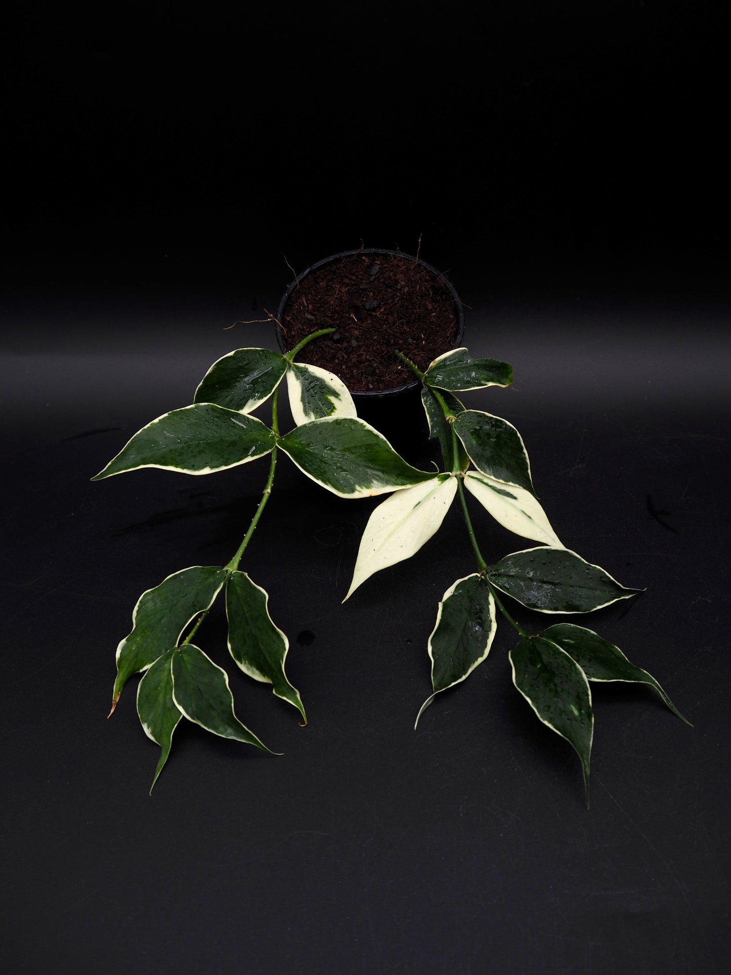 Hoya Polyneura Variegata