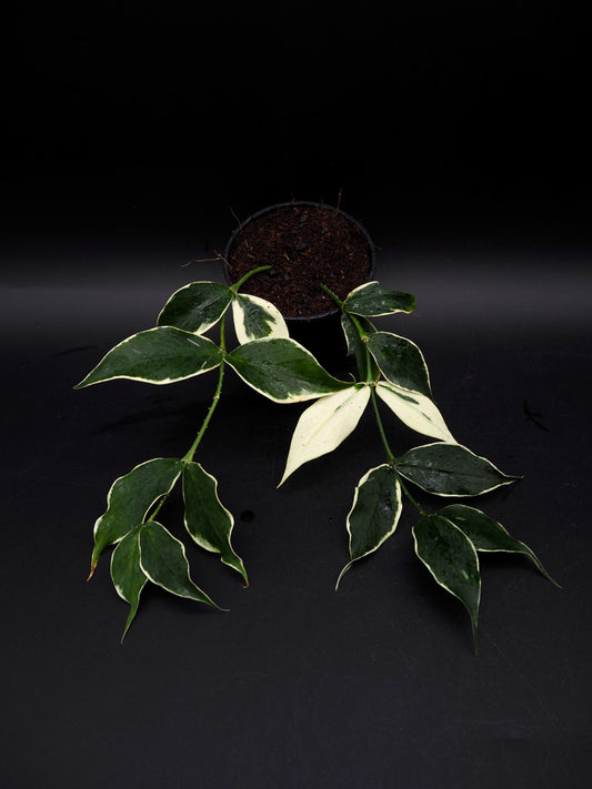 Hoya Polyneura Variegata