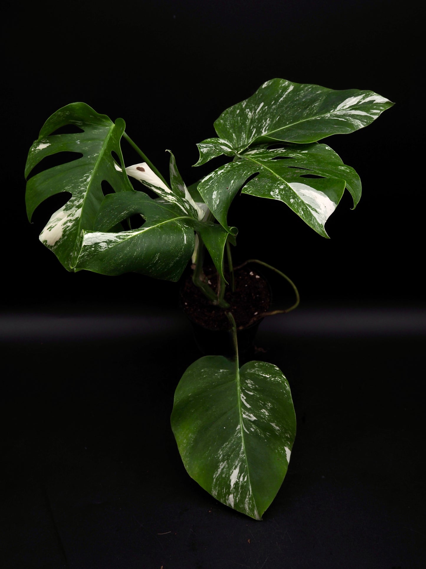 Monstera Borsigiana Albo Variegata