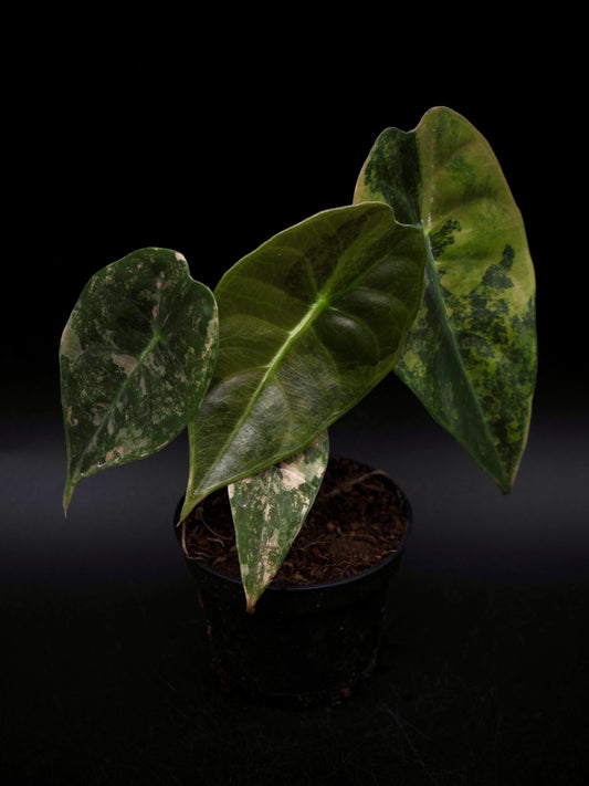 Alocasia Sedenii Aurea