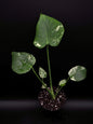 Monstera Deliciosa Monstre Blanc