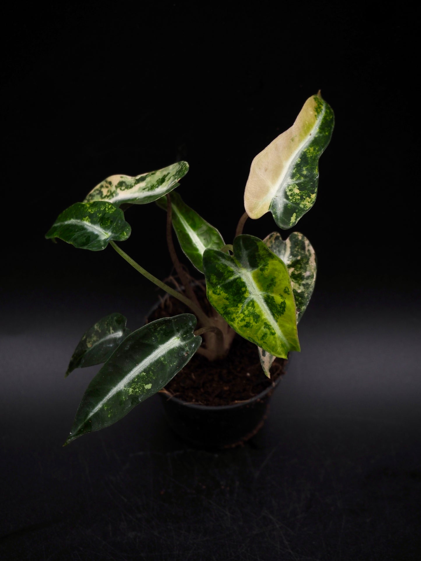 Alocasia Bambi Aurea