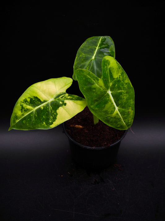 Alocasia Frydek Aurea