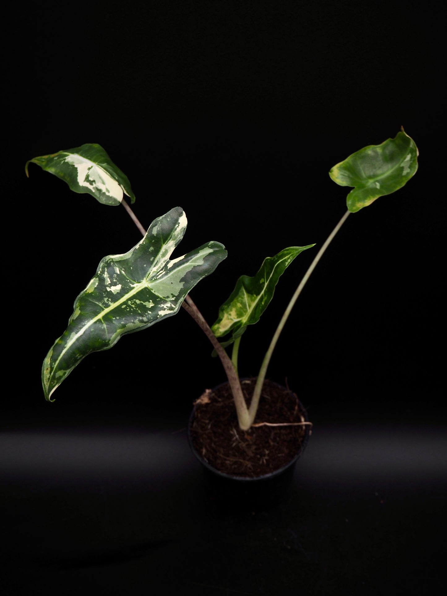Alocasia Sarian Albo