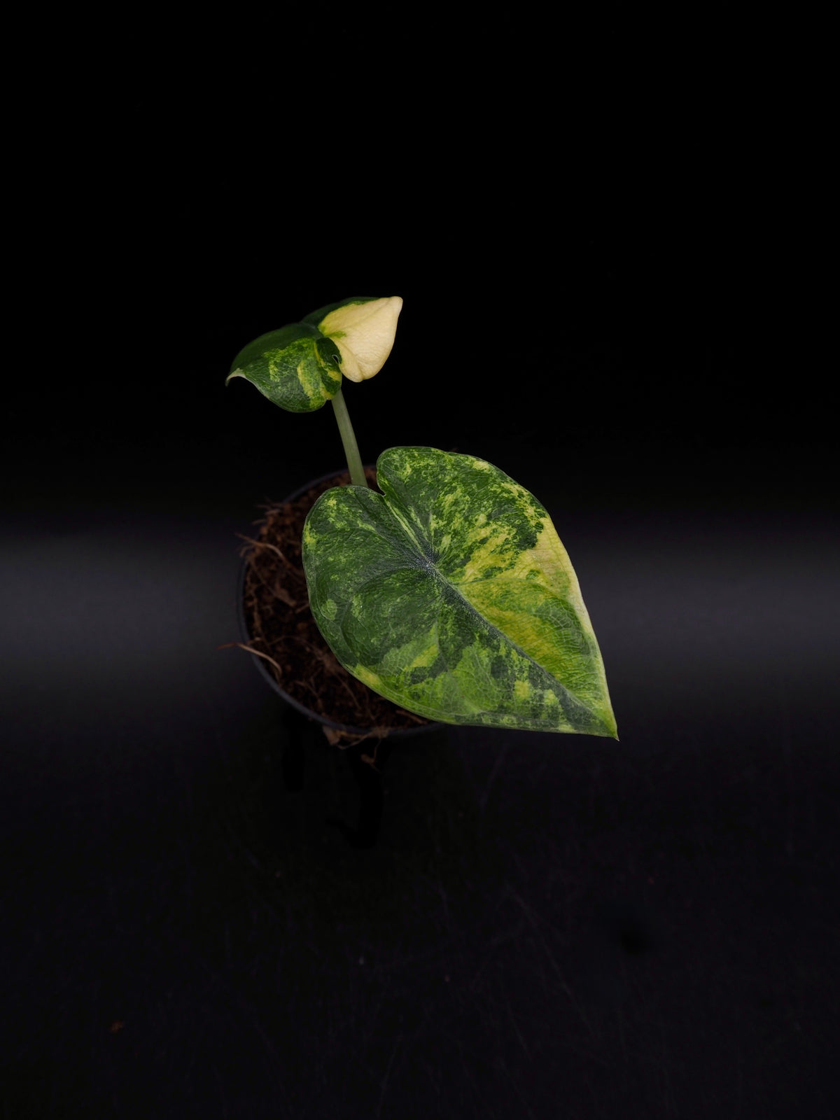 Alocasia Melo Aurea