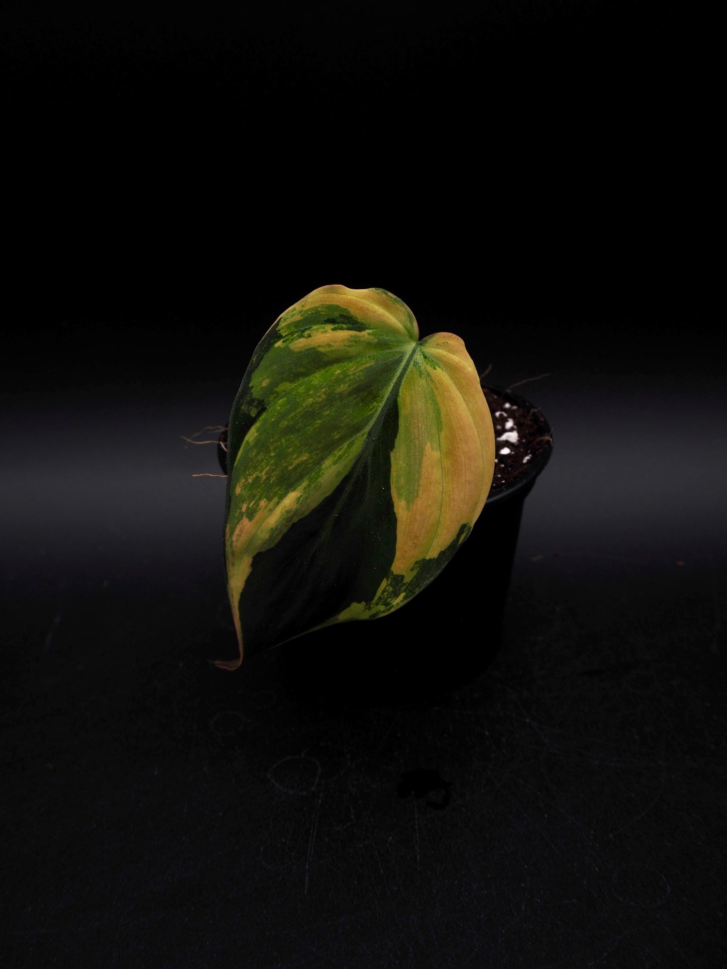 Philodendron Micans Variegata