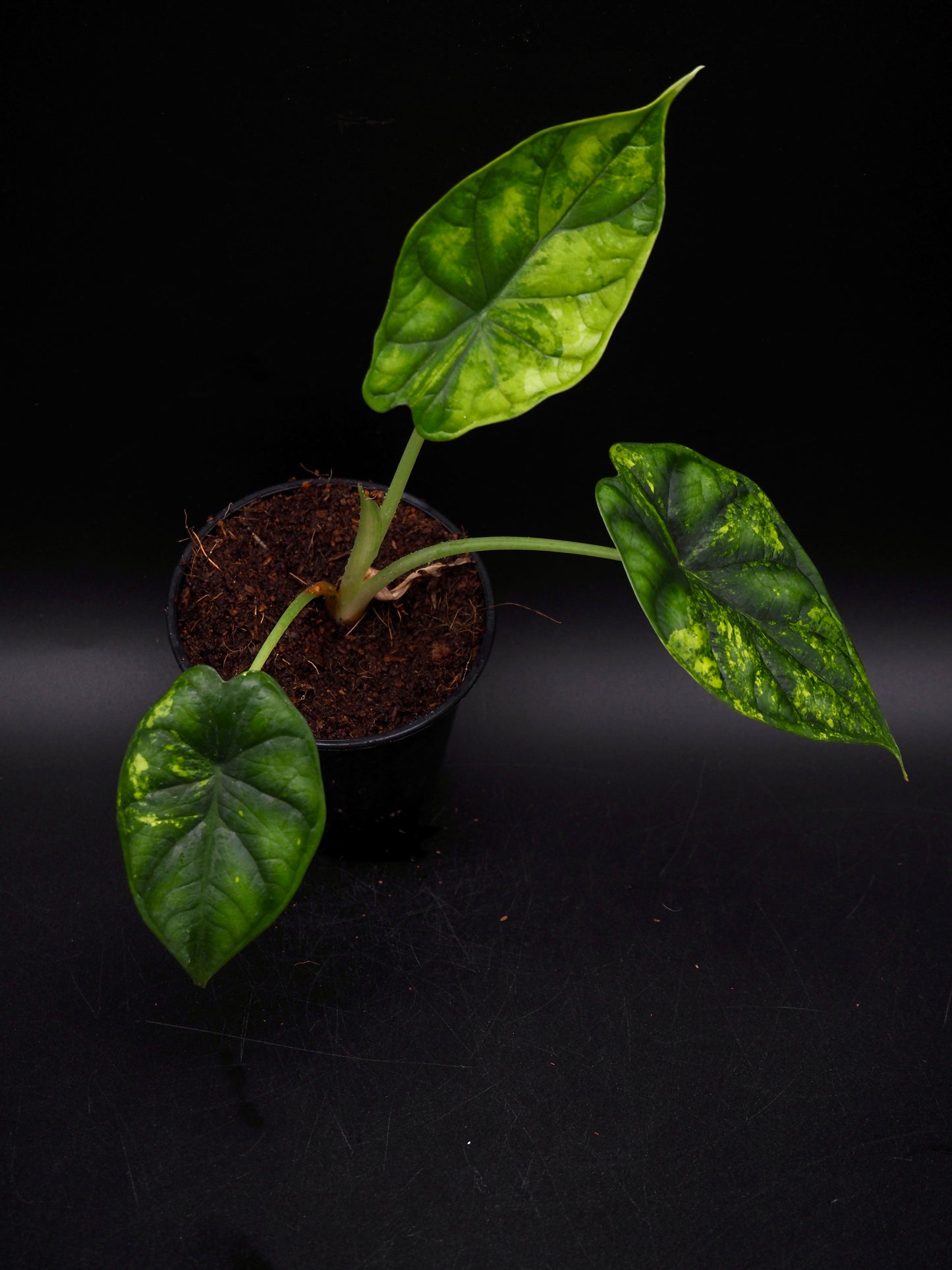 Alocasia Dragon Scale Aurea