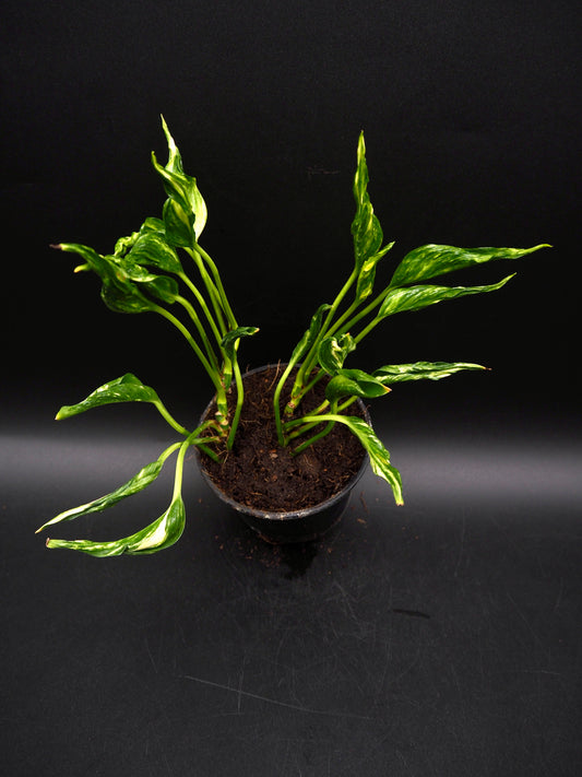 Epipremnum aureum Shangri La Variegata