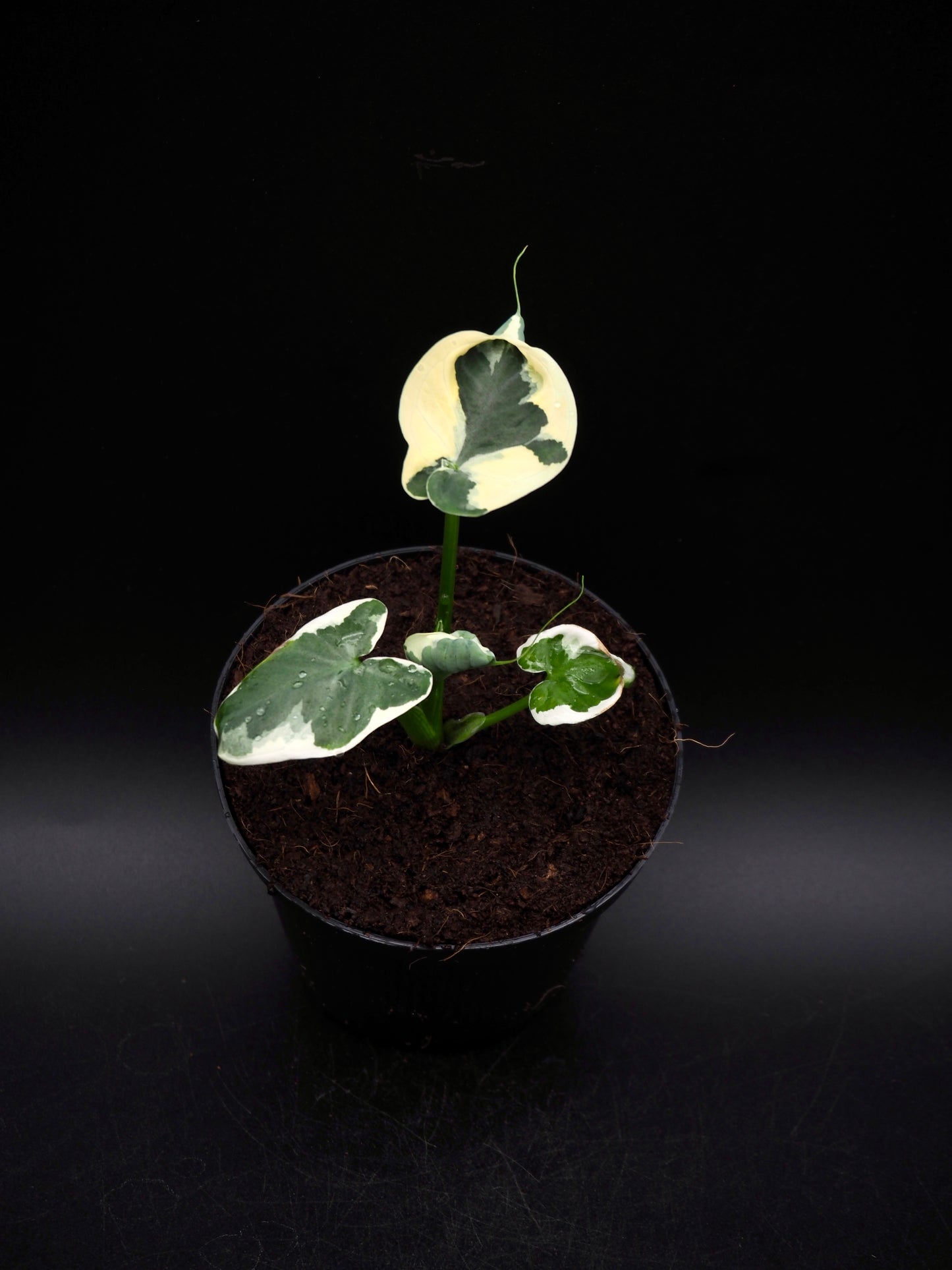 Colocasia Mickey Mouse