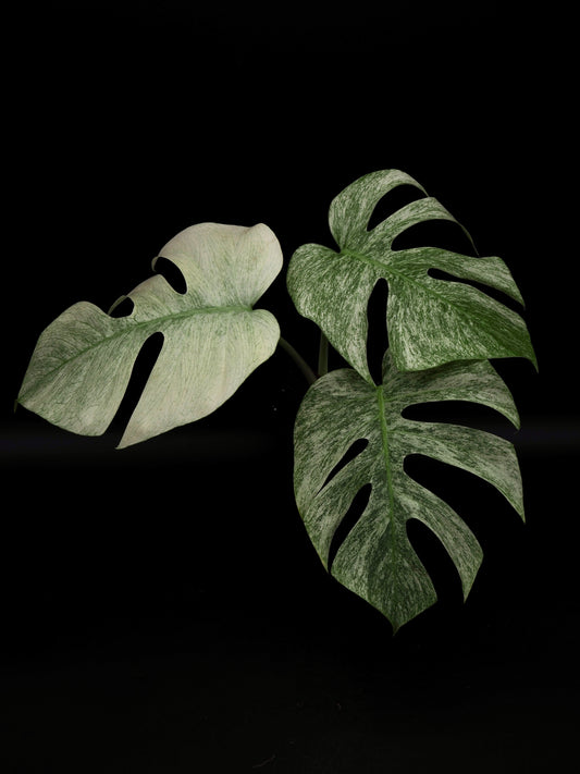 Monstera Jungle Full Mint