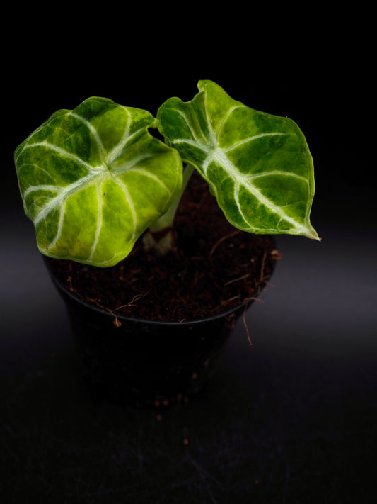 Alocasia Ninja Aurea