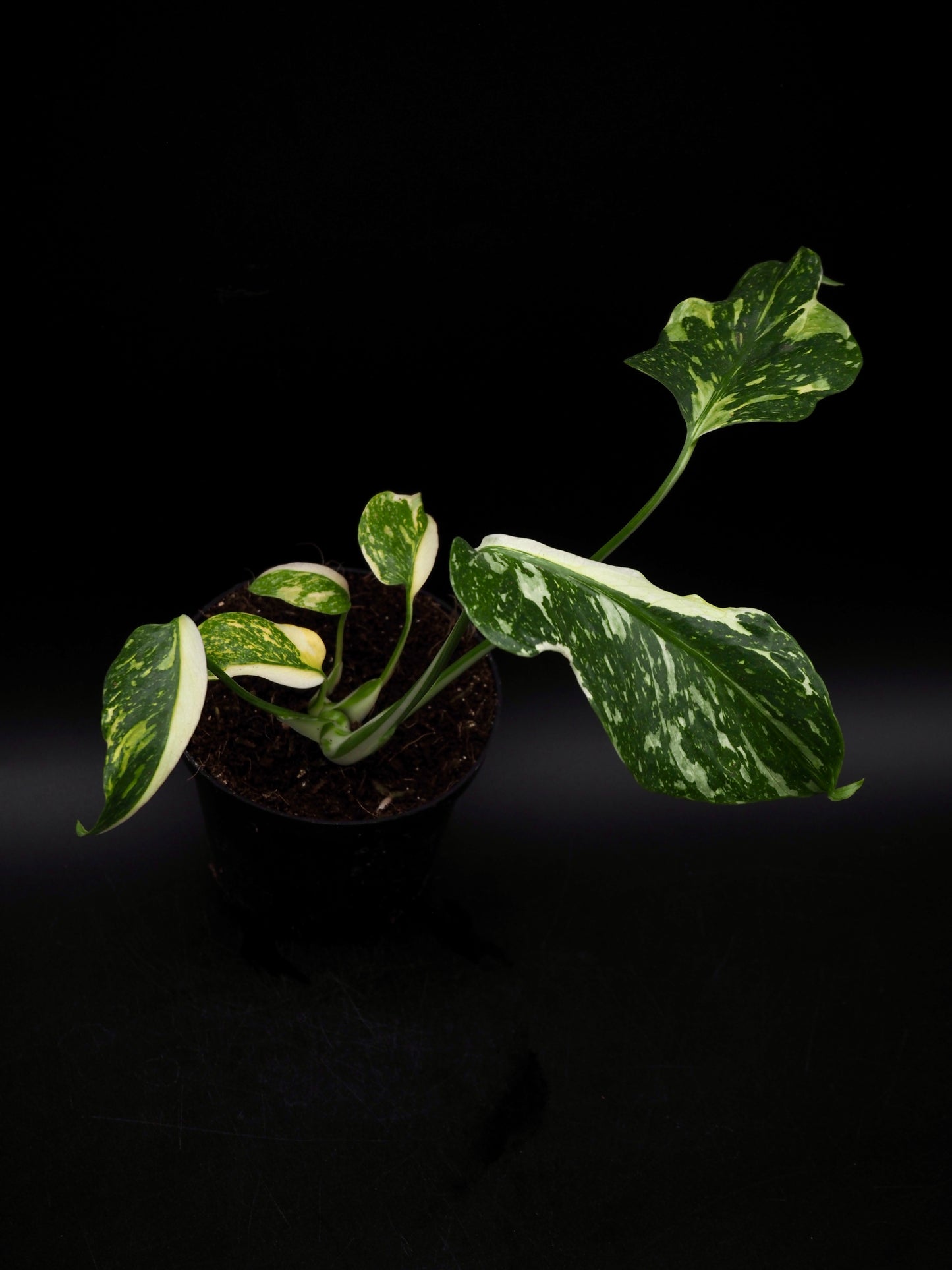 Monstera Golden Lion