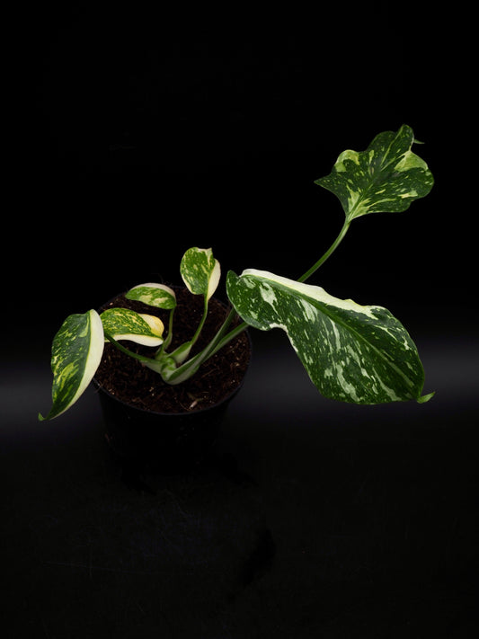 Monstera Golden Lion