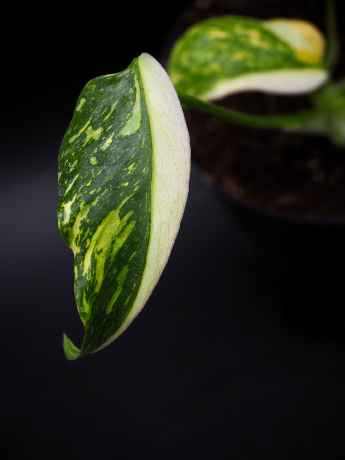 Monstera Golden Lion