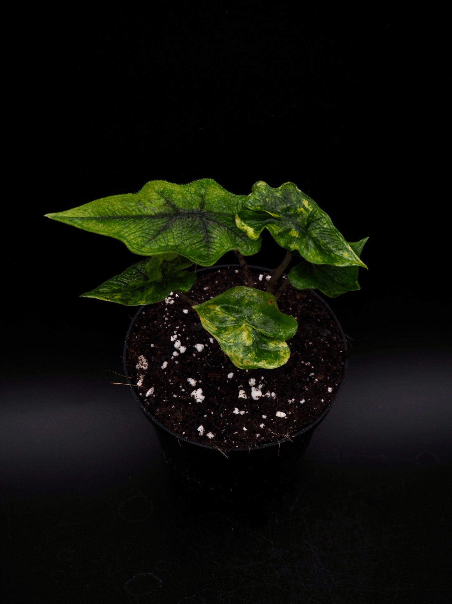 Alocasia Jacklyn Aurea Variegata