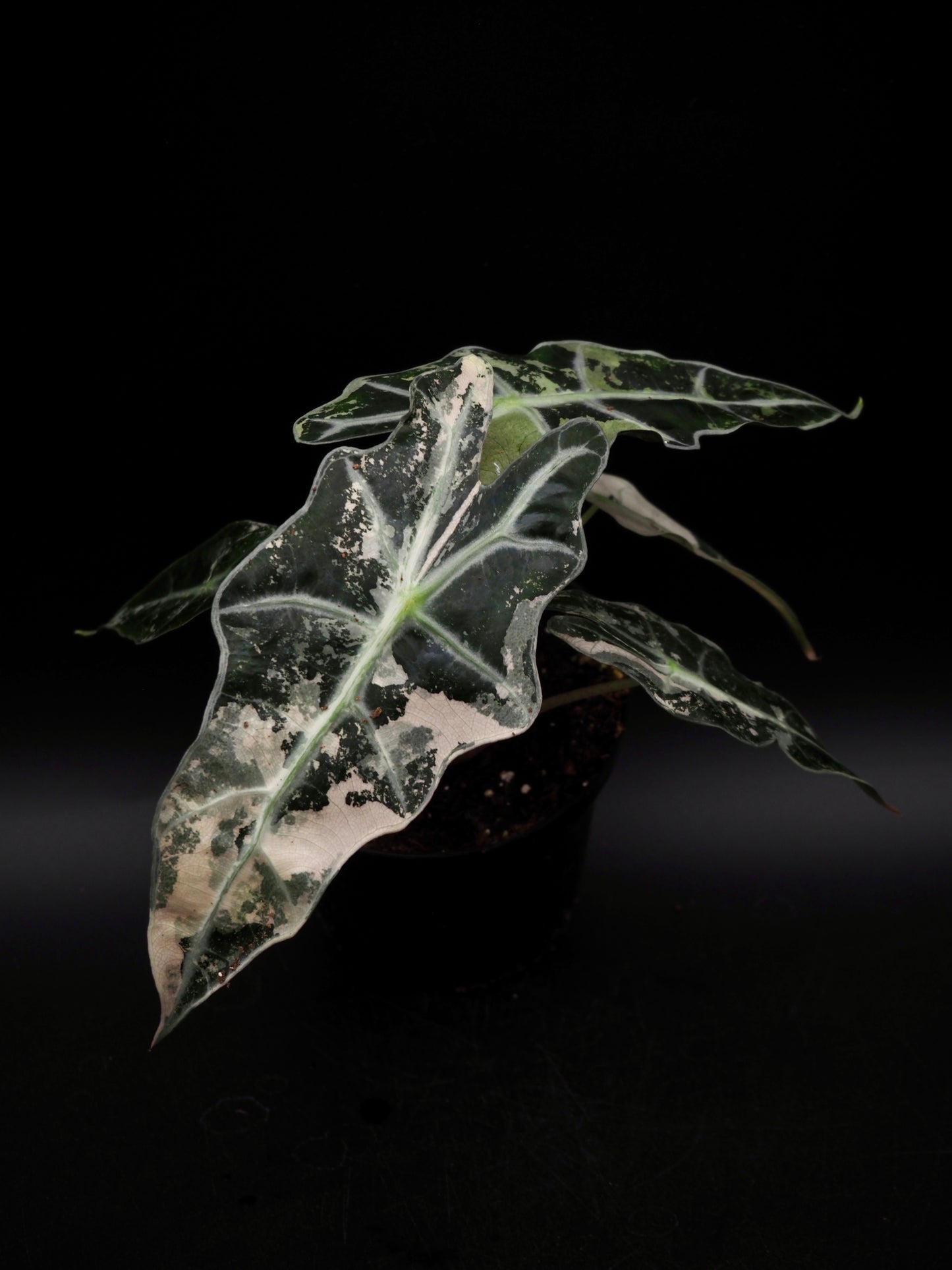 Alocasia Polly Pink Variegata