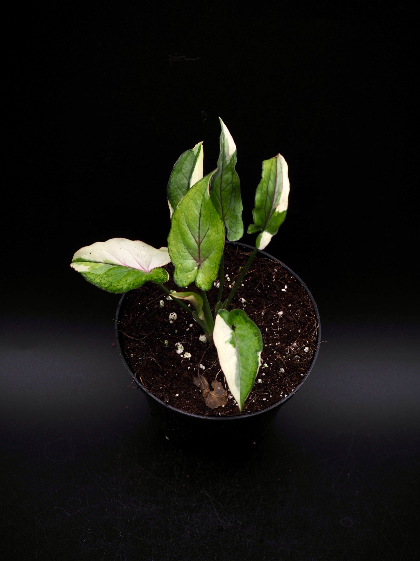 Syngonium White Princess
