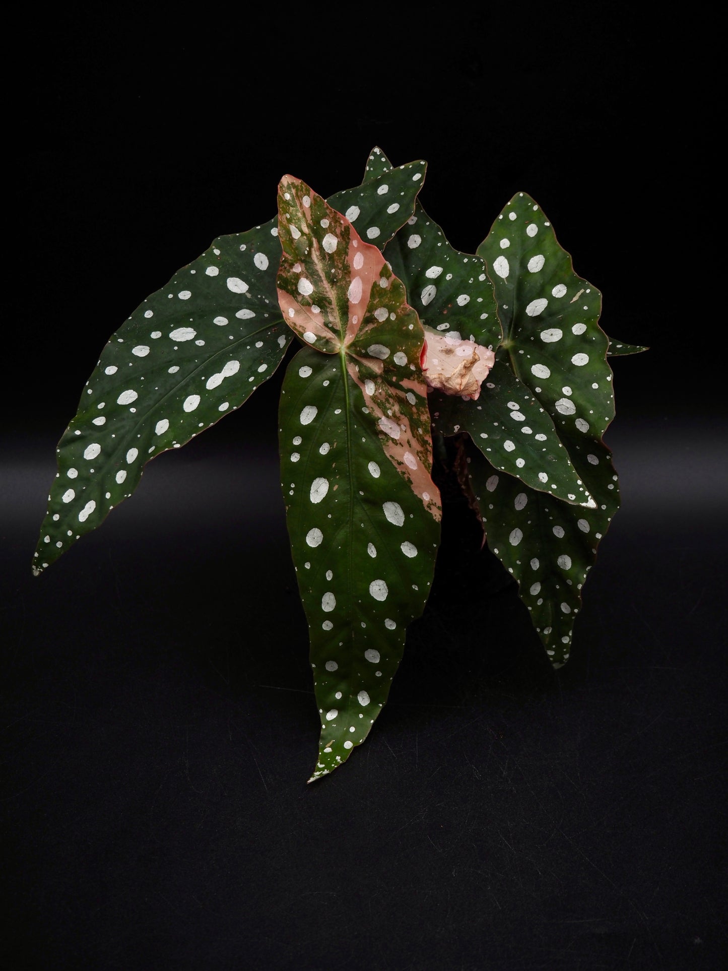 Begonia Maculata Pink Variegata