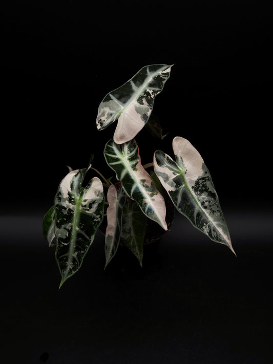 Alocasia Bambino Pink Variegata