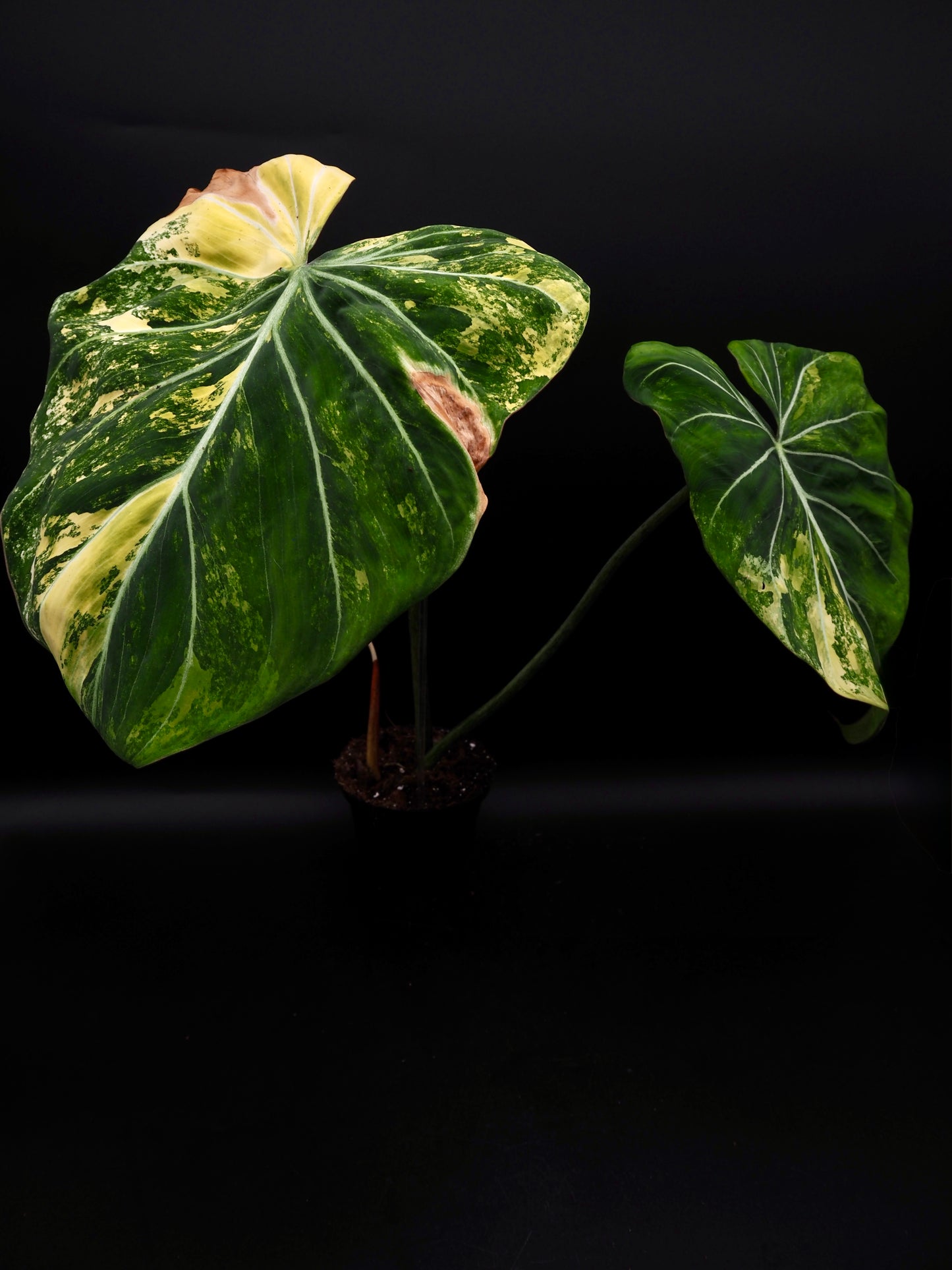 Philodendron Gloriosum Aurea