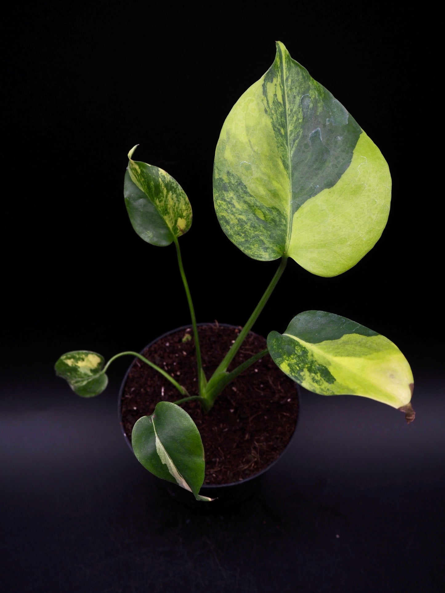 Monstera Yellow Marylin