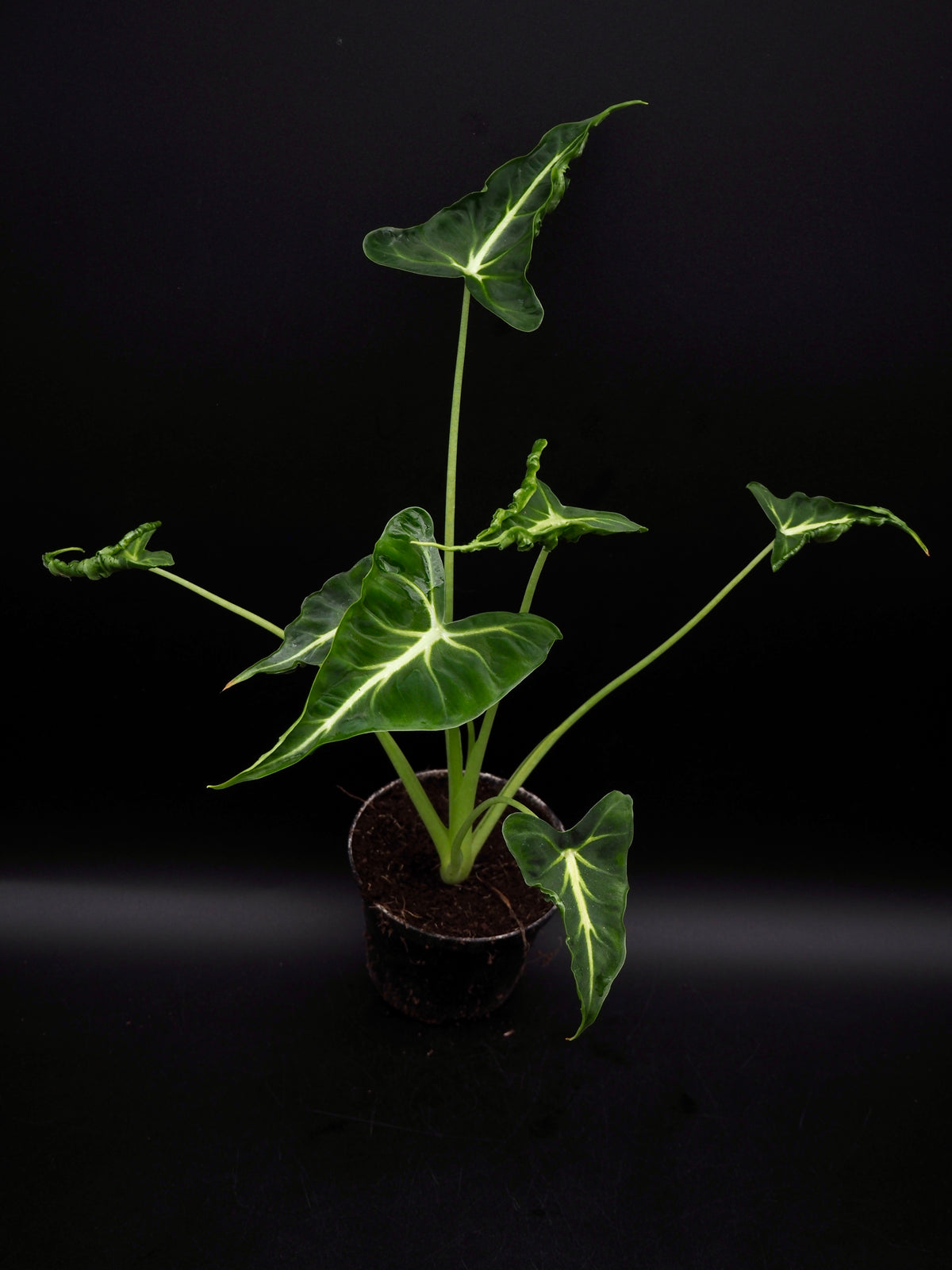 Alocasia Frydek Tatoo / Emerald Tide
