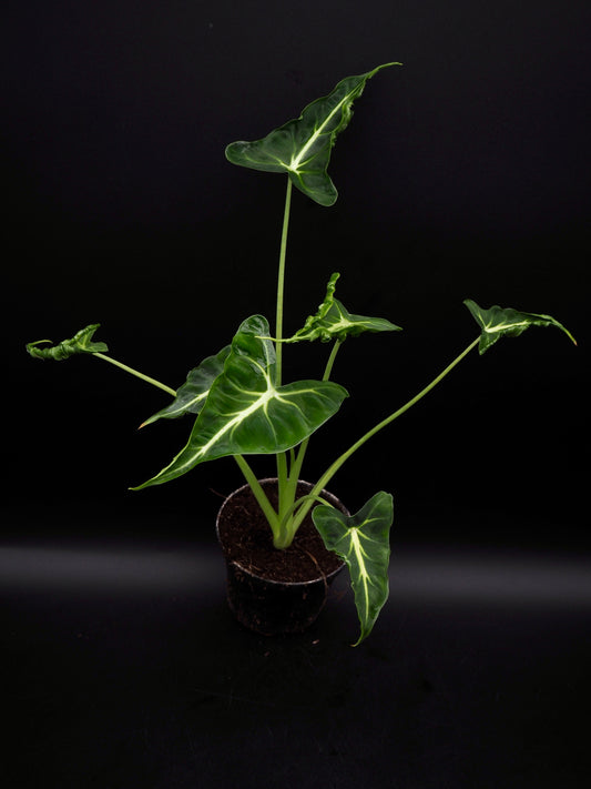 Alocasia Frydek Tatoo / Emerald Tide