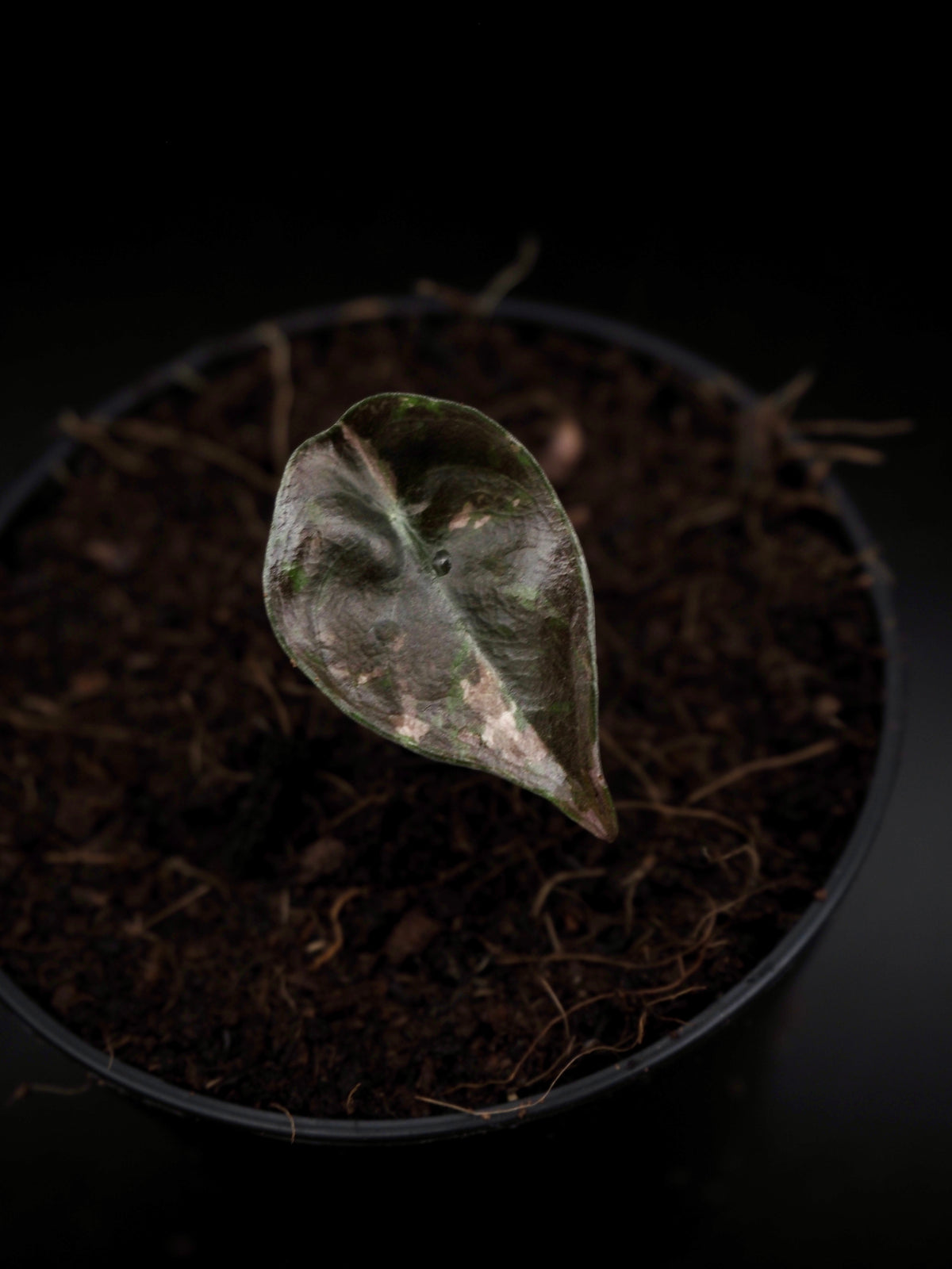 Alocasia Cuprea Nom Yen
