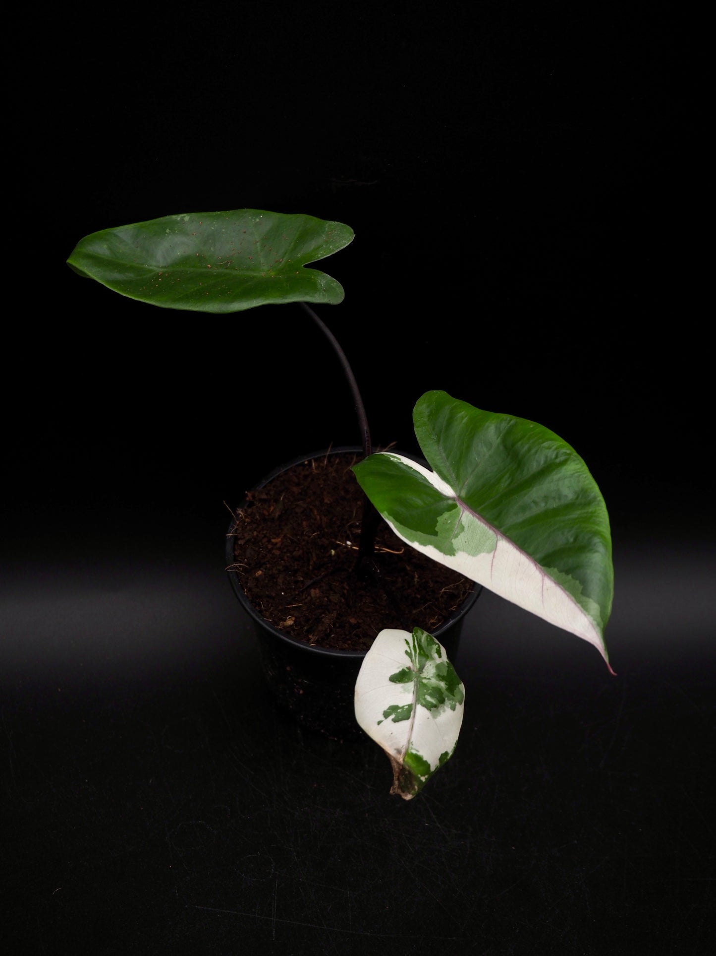 Alocasia Macrorrhiza Black Stem Variegata