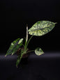 Alocasia Dragon Scale Menthe Variegata