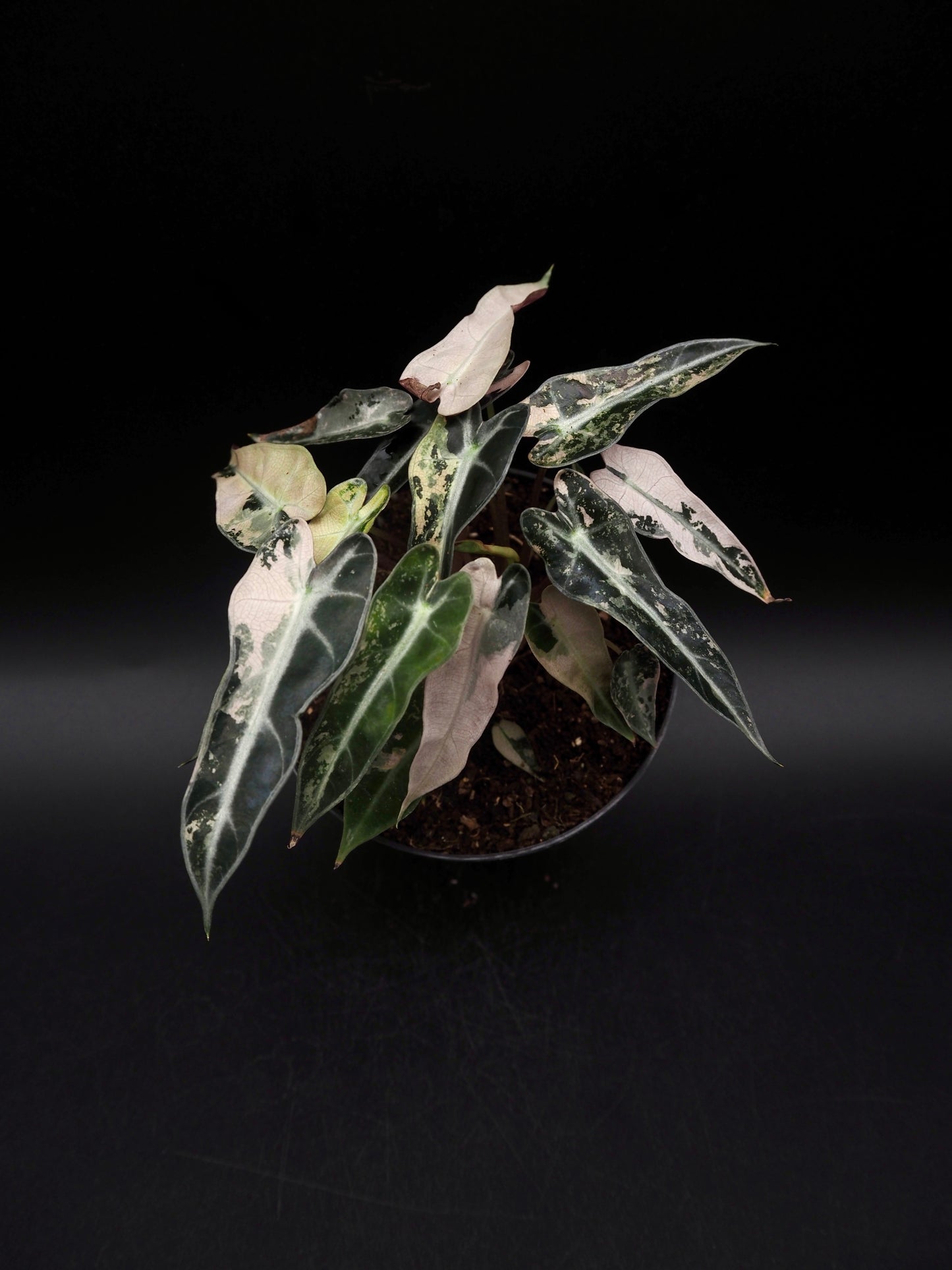 Alocasia Bambino Pink Variegata