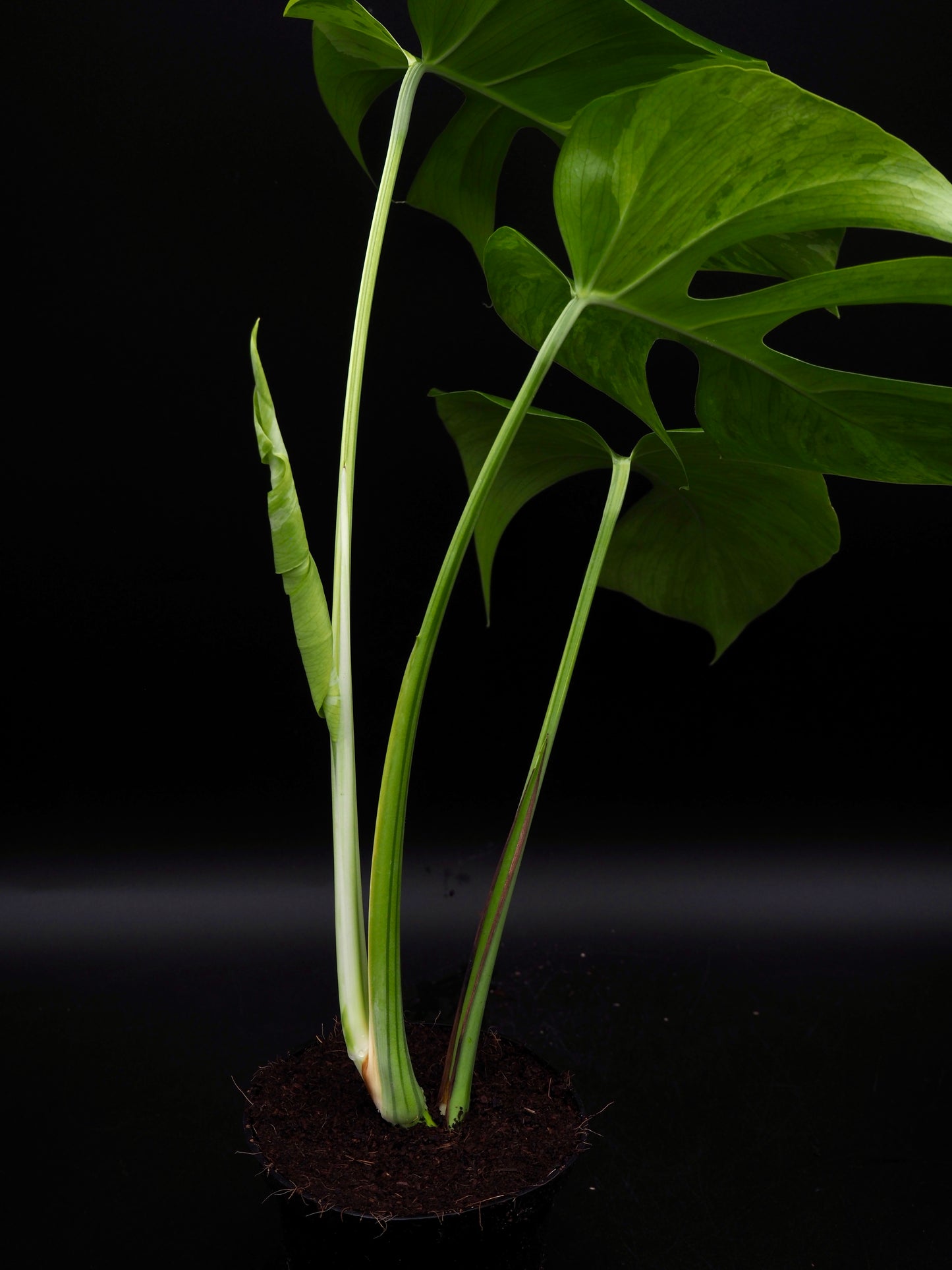 Monstera Light Lime