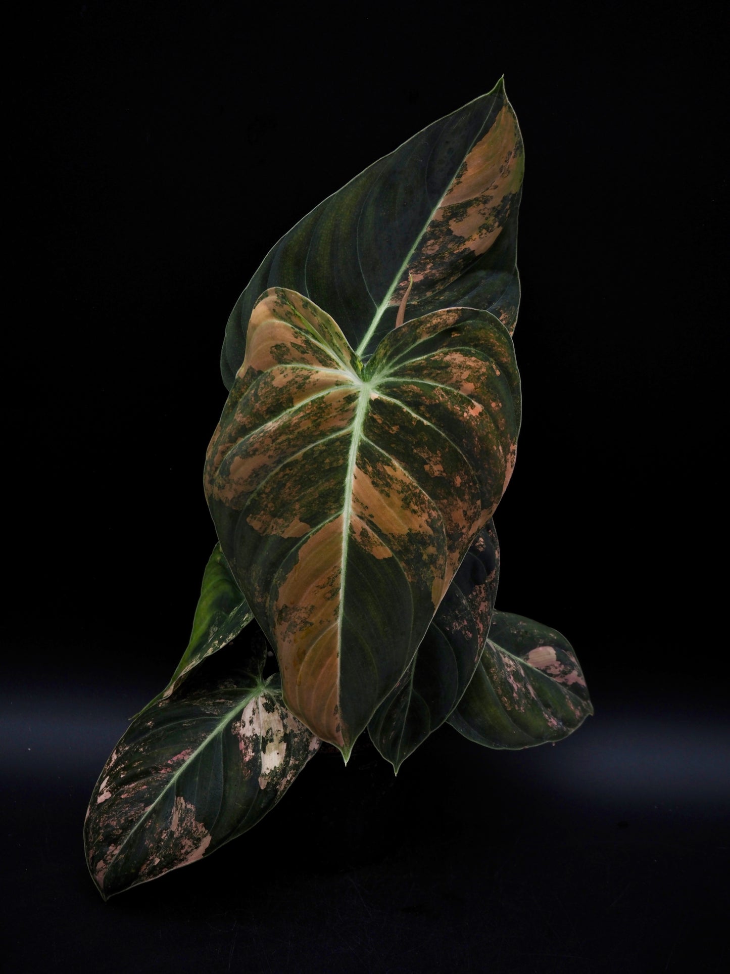 Philodendron Melanochrysum Bonfire