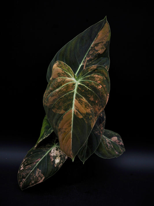 Philodendron Melanochrysum Bonfire